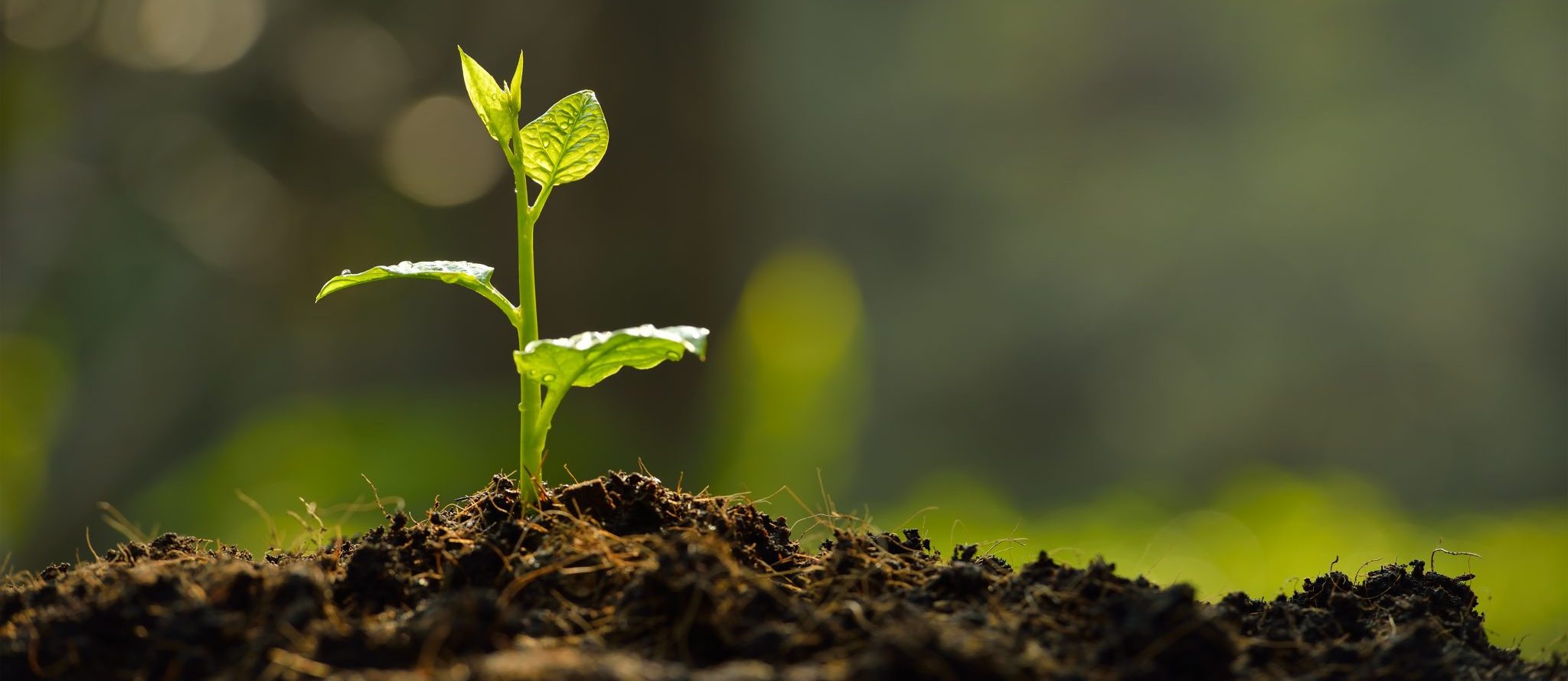 Garden plant growing in the soil