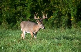 wildlife plot management for white-tailed deer
