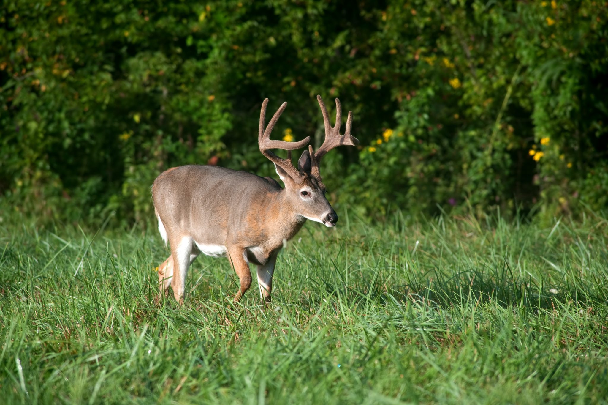 wildlife plot management for white-tailed deer