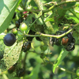 Japanese beetles on blueberries