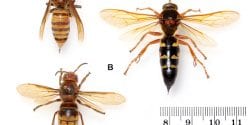 murder hornets, Asian giant hornets, Cicada Killer wasps, European Hornets