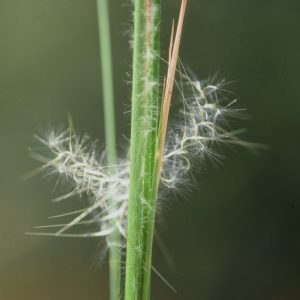 Broomsedge or Virginia bluestem (Andropogon virginicus)