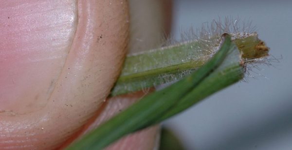 Cogongrass Ligule