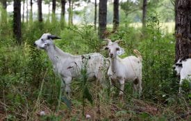 Goats in timberland grazing on underbrush