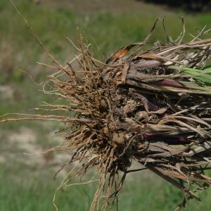 Vaseygrass (Paspalum urvillei)