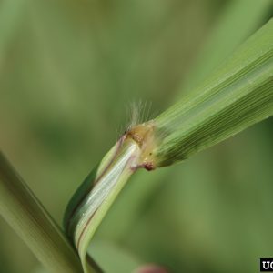 Vaseygrass (Paspalum urvillei)