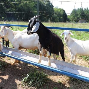 goat at the feeding trough