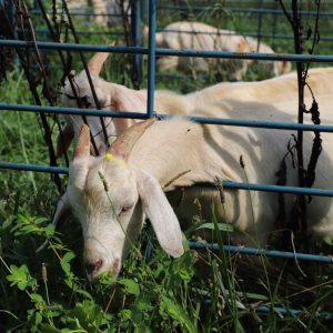 goat with head poking through the fence
