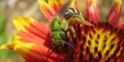 Bee