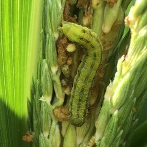 Summer garden pests. Corn earworm on corn.
