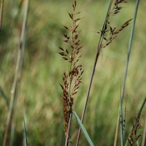 Yellow Indiangrass (Sorghastrum nutans)