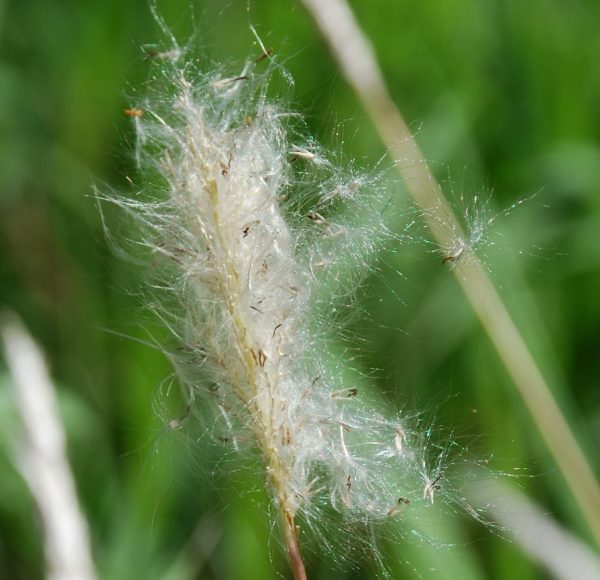 Cogongrass seed head