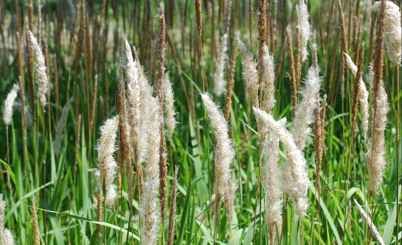 Cogongrass blooms in a field