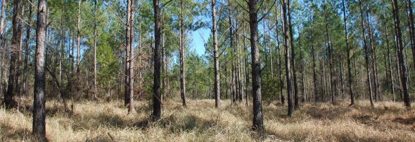 Cogongrass