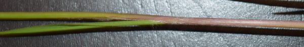 Cogongrass Leaf Collar