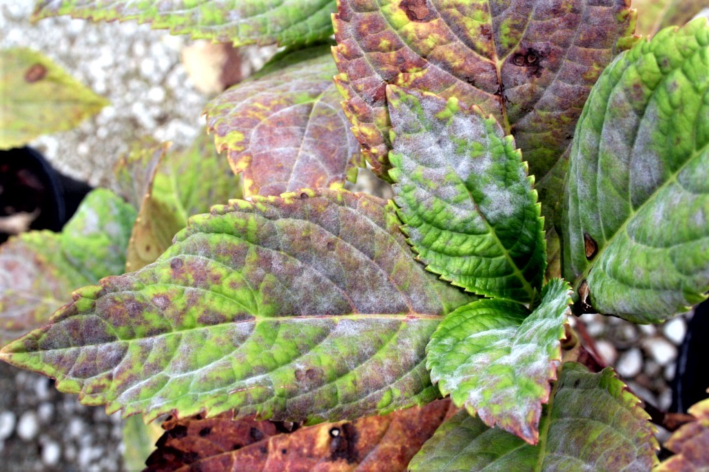 Figure 3. Extensive leaf discoloration associated with heavy powdery mildew colonization of leaves of ‘Nikko Blue’ bigleaf hydrangea.