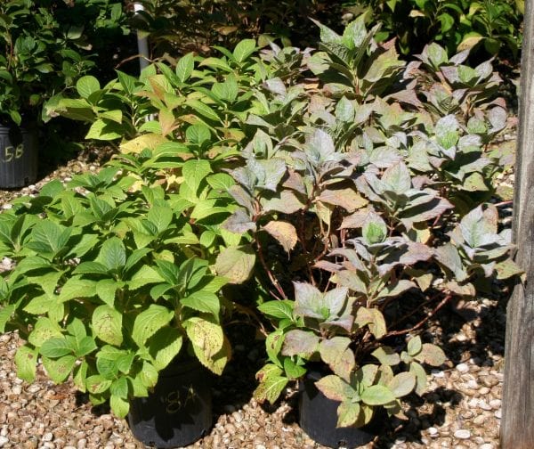 Figure 4. Effectiveness of fungicides in controlling powdery mildew on ‘Nikko Blue’ bigleaf hydrangea with fungicide-treated plant (left) and none fungicide-treated plant (right). Note the colonization of all the leaves by powdery mildew and the premature leaf shed on the none-fungicide–treated plant.