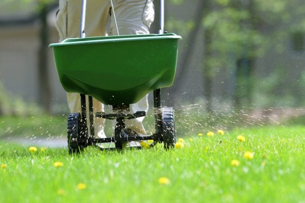 Spreading fertilizer and weed killer on the lawn.