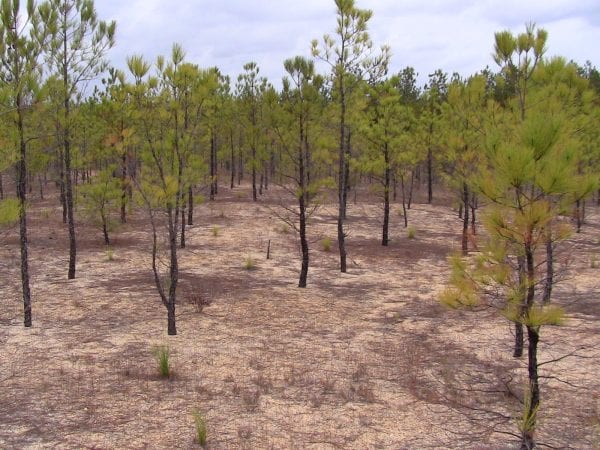 Figure 4. Gravel mine reclamation site in Escambia County, Alabama. Note the size of the 18-year-old loblolly pine and the 2-year-old grass-stage longleaf pine, and the lack of groundcover. This site will take a lot of money to restore and may not be the best use of resources.
