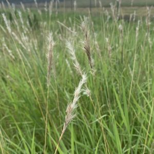 Silver beardgrass (Bothriochloa laguroides)