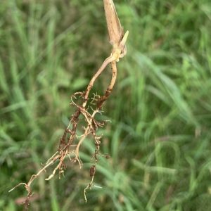Silver beardgrass (Bothriochloa laguroides)