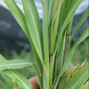 Beaked panicgrass (Coleataenia anceps)