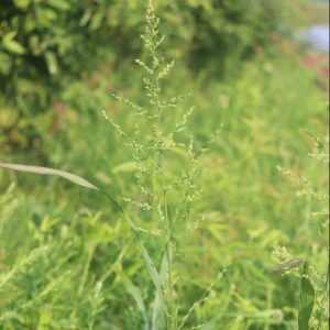 Beaked panicgrass (Coleataenia anceps)