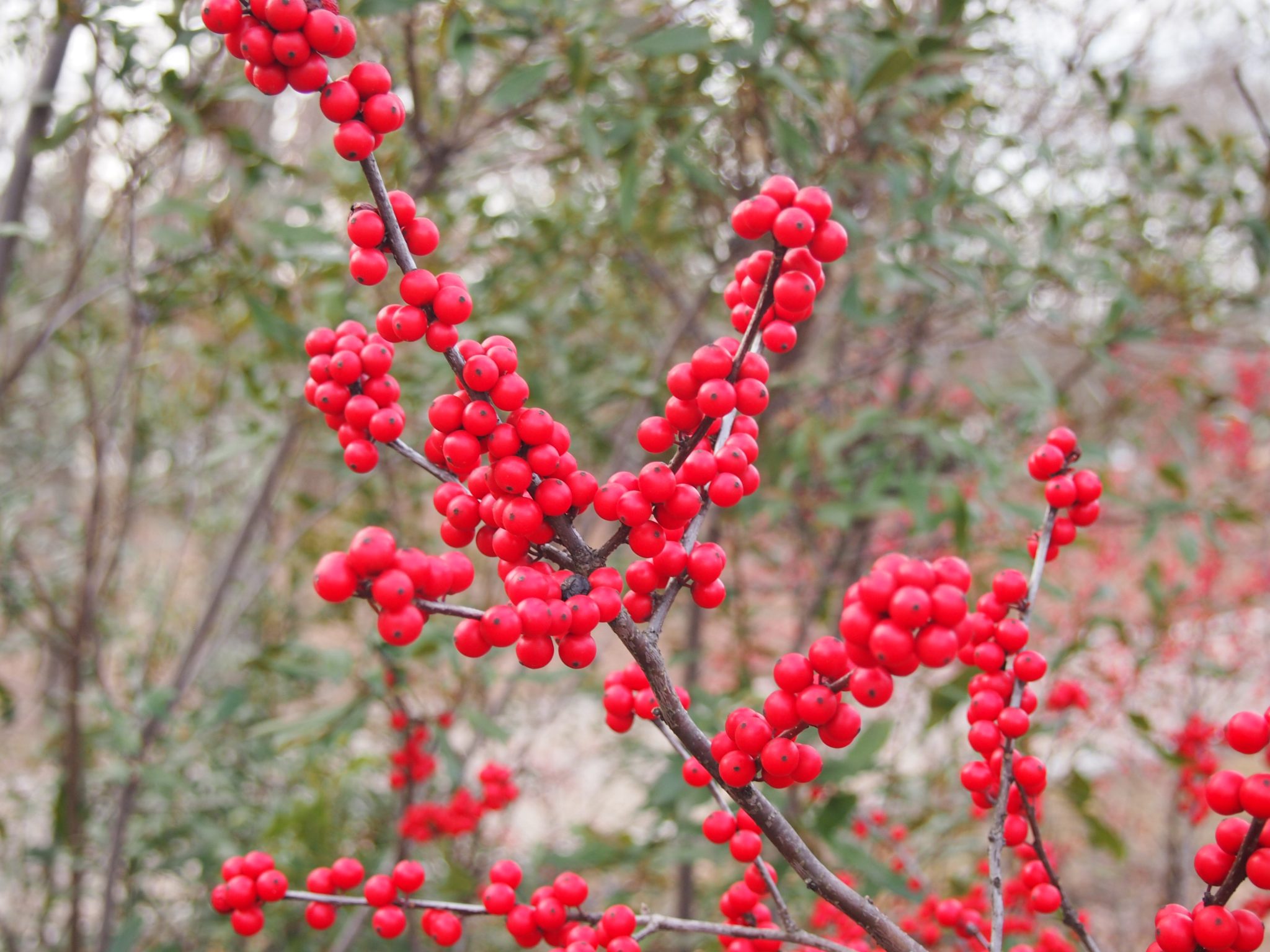 Red berries
