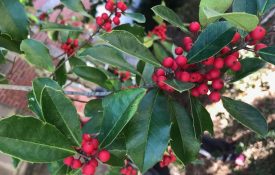 Holly berry tree