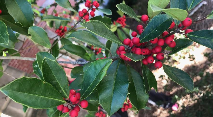 Holly berry tree