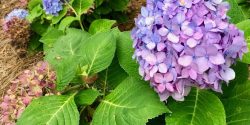Hydrangea