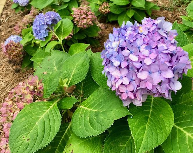Alabama Gardener's Calendar - July - Alabama Cooperative Extension System