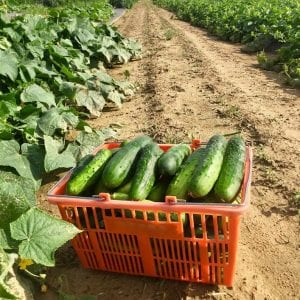 Cucumbers in a basket in a field
