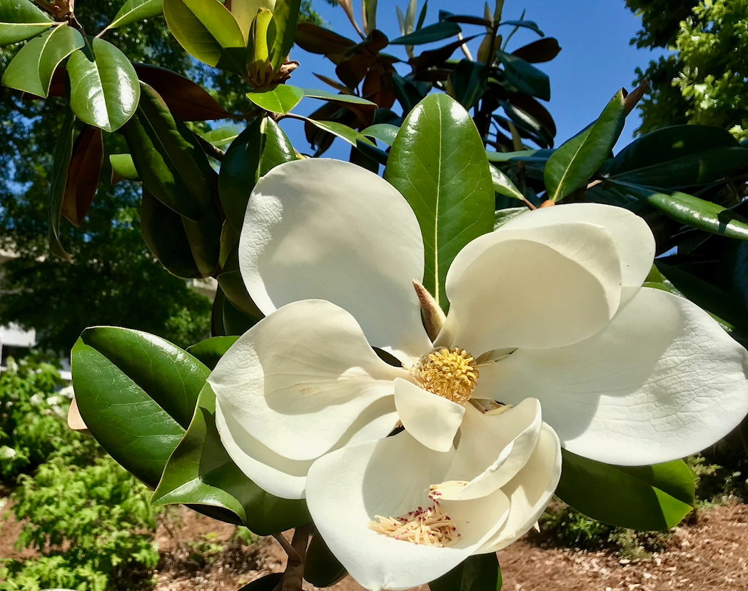 Magnolia Tree