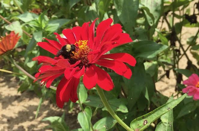 Red flower