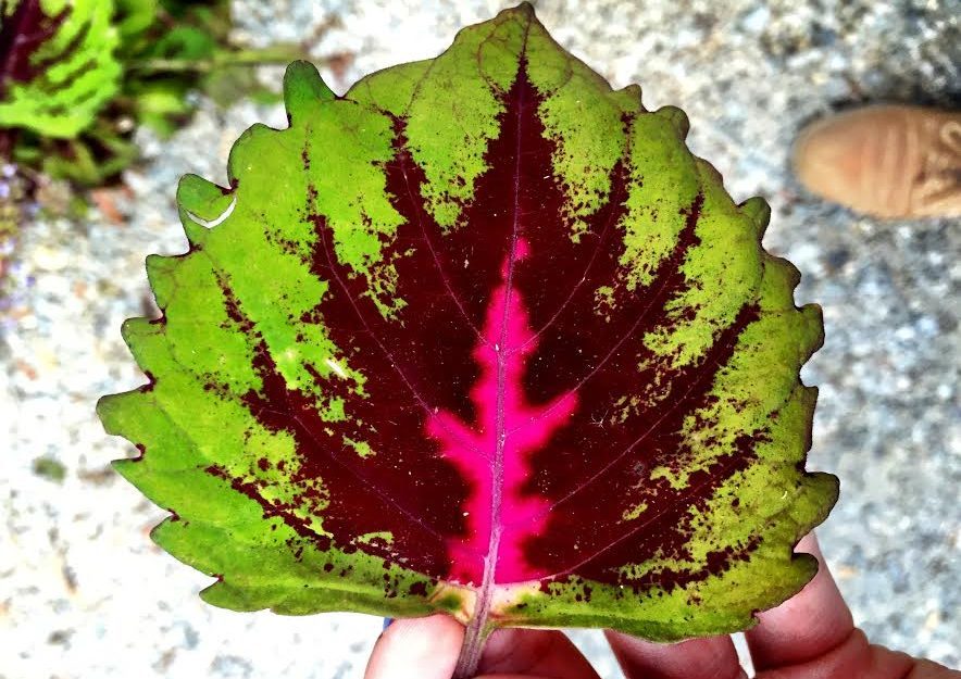 Green leaf with a purple center