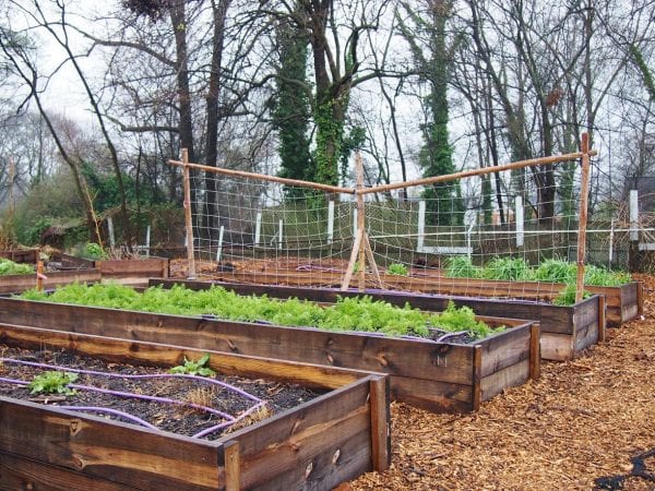 Raised beds