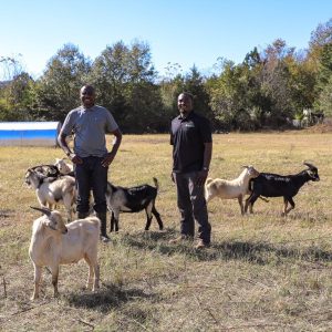in the field with goats