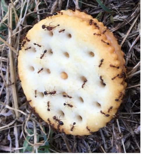 Fire ants on a cracker