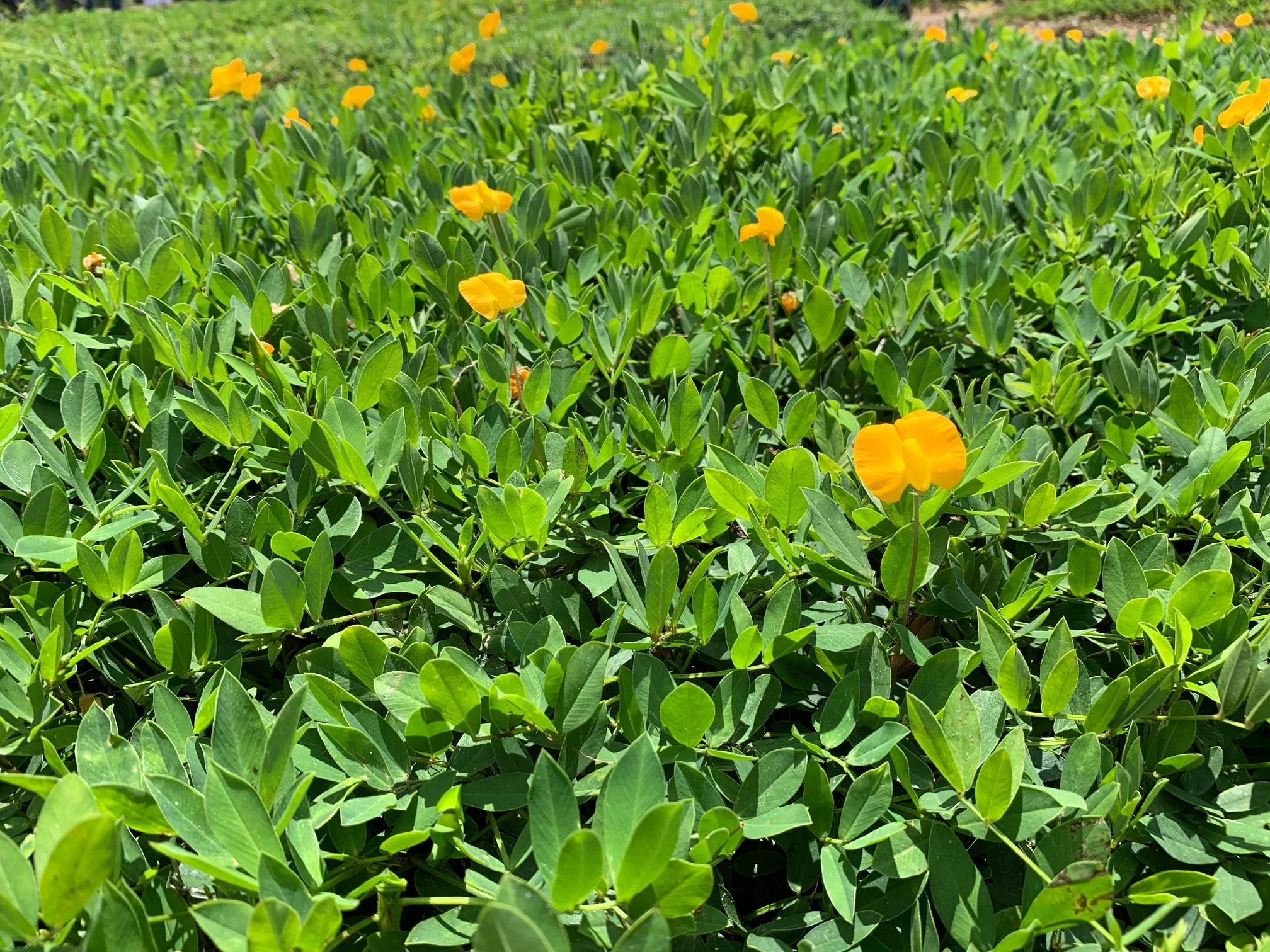 rhizoma perennial peanuts