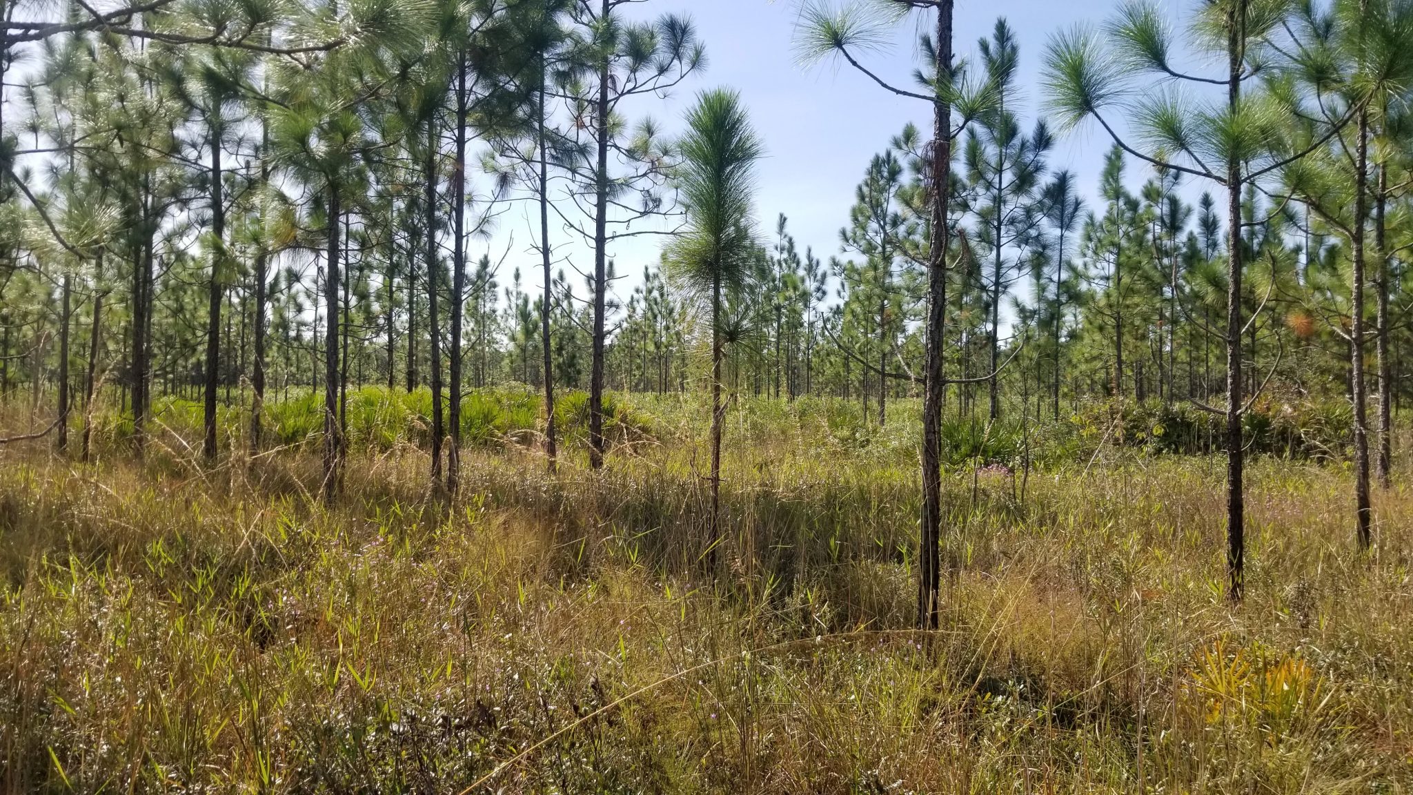 A restored stand of longleaf pine trees