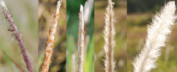 Cogongrass seed head