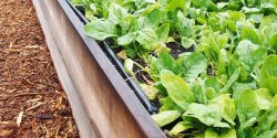Raised bed garden
