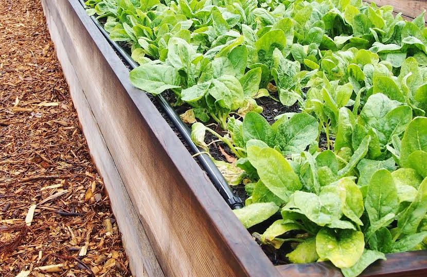 Raised bed garden