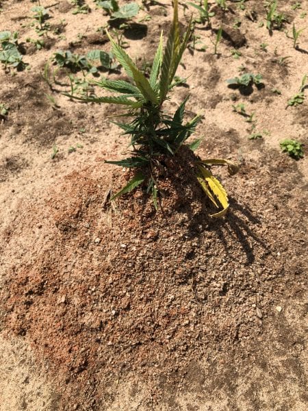 ant mound on hemp