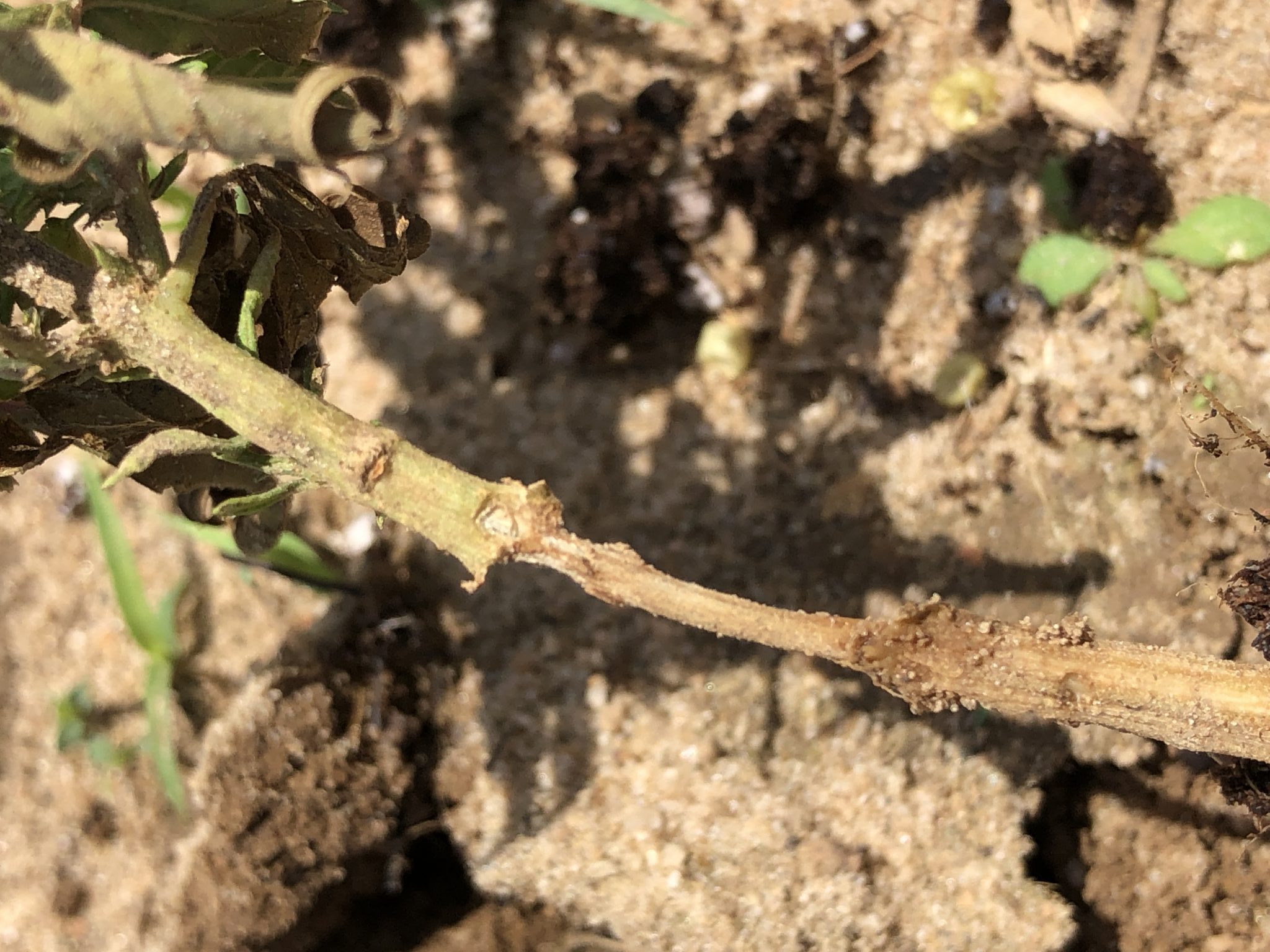 Fire ant damage on hemp stem