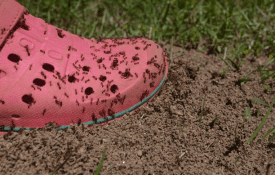 A foot stepping in fire ants bed.