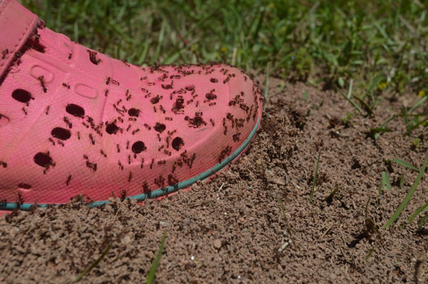 A foot stepping in a fire ant bed.