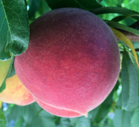 Figure 1. Bacterial spot-tolerant SC-1 peach selection grown at the Chilton Regional Research & Extension Center.