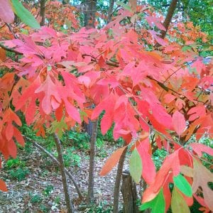 sassafrass - red fall leaves